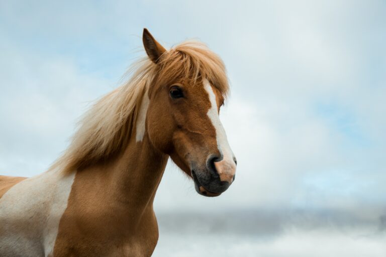 silje-midtgard-0F9oVQ3x2ak-unsplash (1)